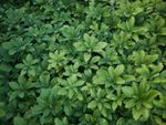 Pachysandra Ground Cover