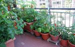 Several Potted Tomato Plants On Balcony