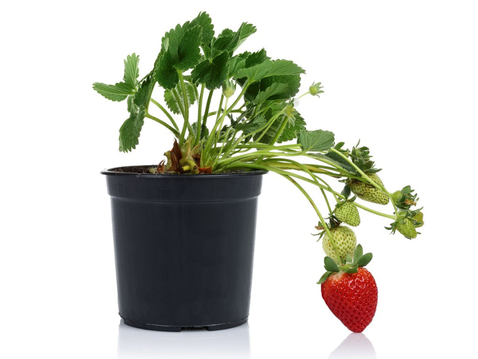 Strawberry Houseplants   Tips For Growing Strawberries Indoors