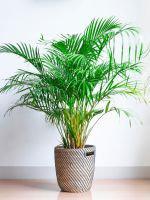 Areca Palm Planted Indoors