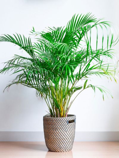 Cuidado de la planta de palma en el interior.