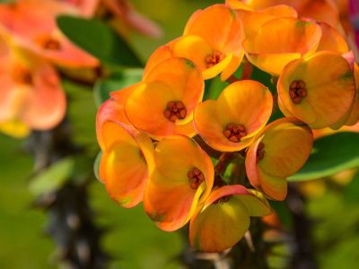 Yellow-Orange Crown Of Thorn Plant