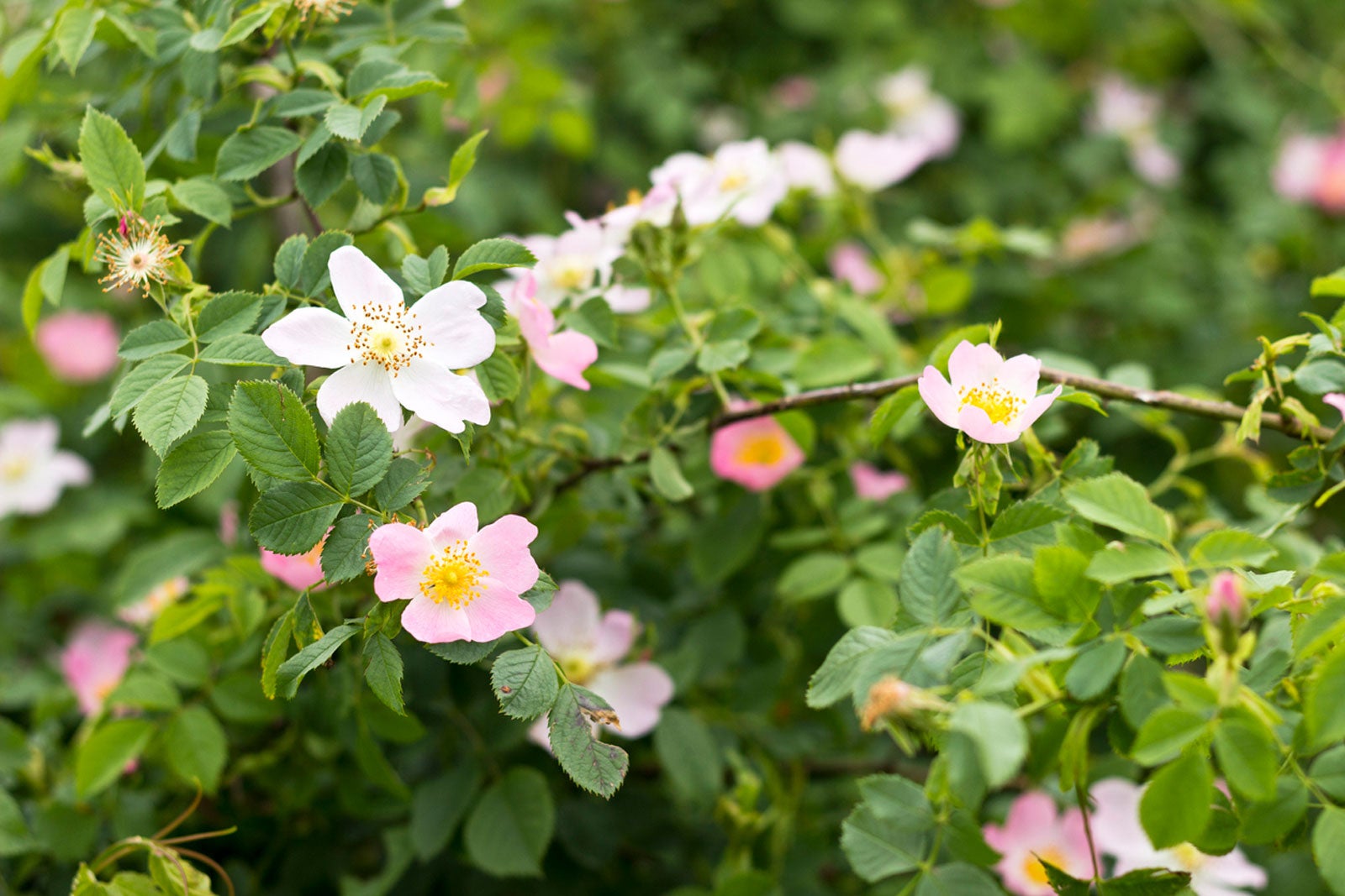 Wild Rose Care Growing Tips And Types Of Wild Roses