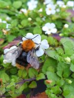 A Bee On A Bacopa Plant