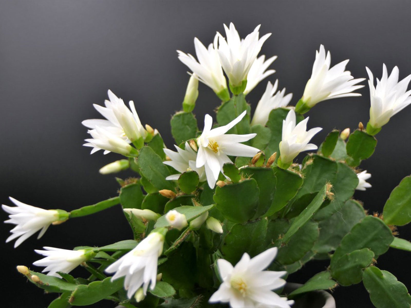 easter cactus care - tips for growing an easter cactus plant