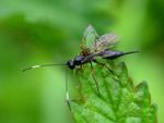A Black Parasitic Wasp In The Garden