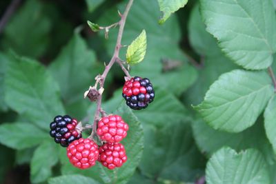 Blackberries Damaged By Redberry Mites
