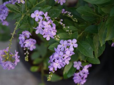 Purple Flowered Duranta Plants