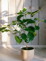 Indoor Potted Gardenia Plant