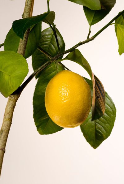 Meyer Lemon Tree With A Single Lemon