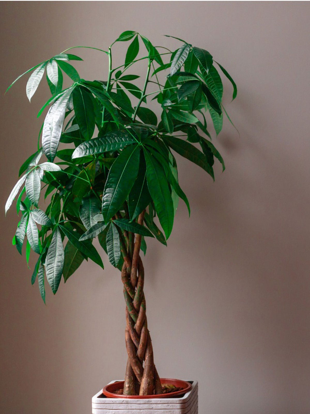 pachira money tree - learn how to care for money tree plants