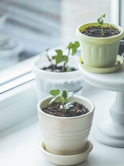 Tiny Containers Of Ivy Seedlings