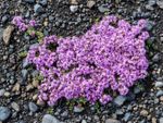 Purple Flowered Creeping Thyme Plants
