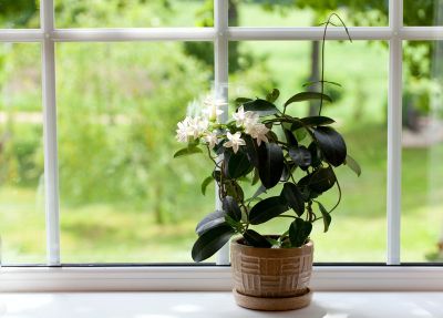 Indoor Potted Jasmine Plant On Windowsill