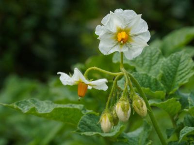 Flowering Potato Plant