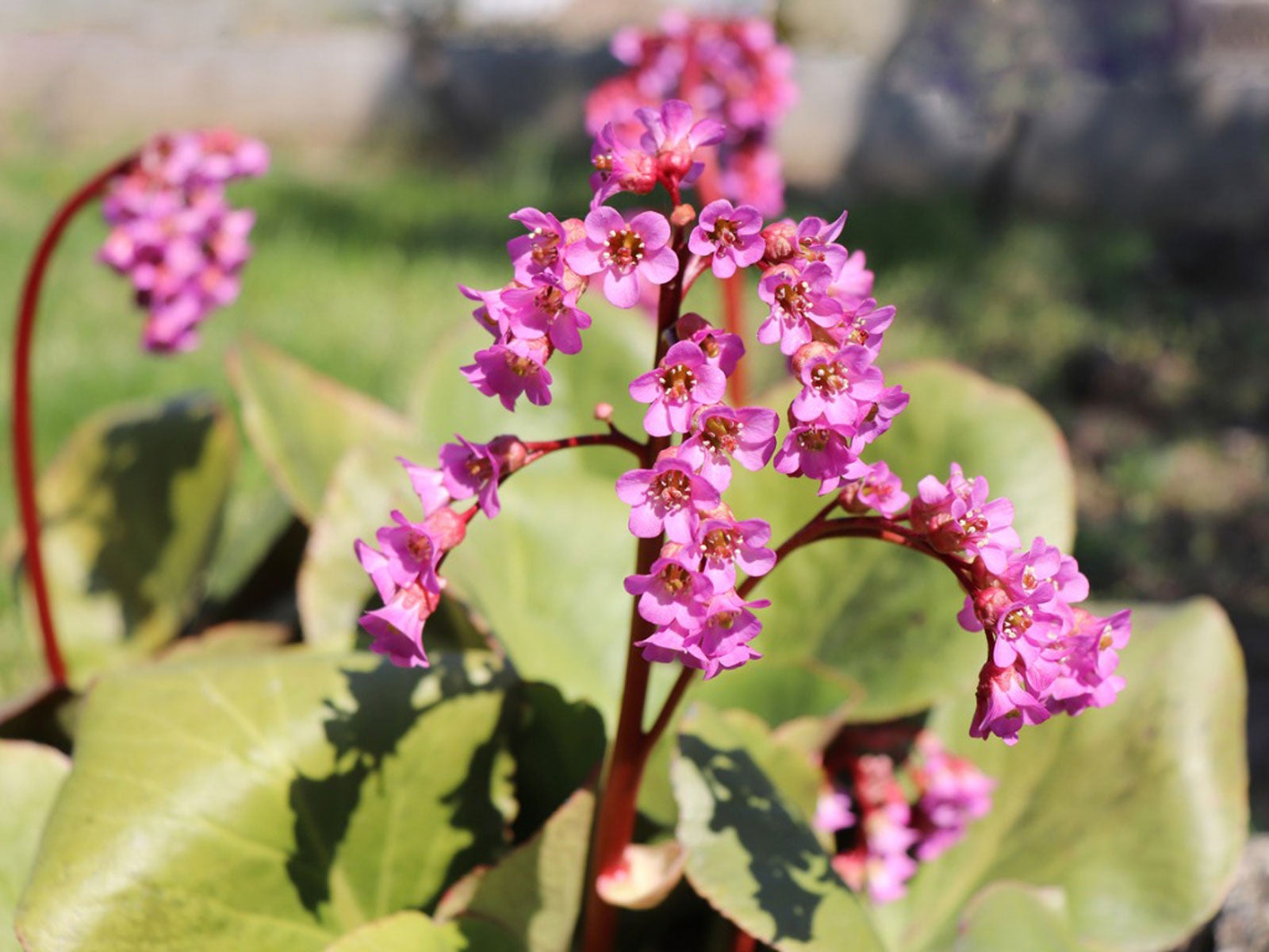 bergenia plants care - tips for growing bergenia plants