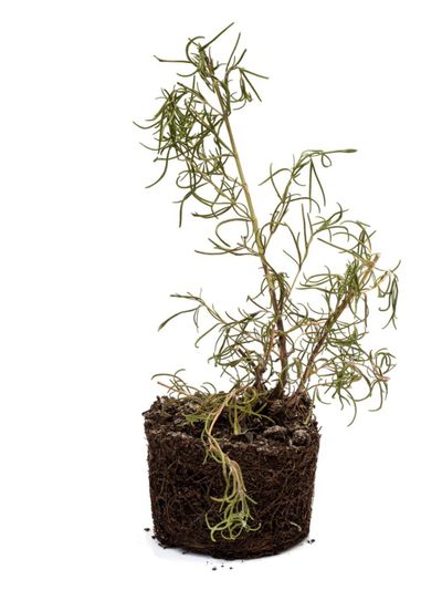 Rosemary Plant With Brown Tips And Needles