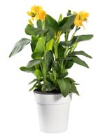 Potted Yellow Canna Lily Plant