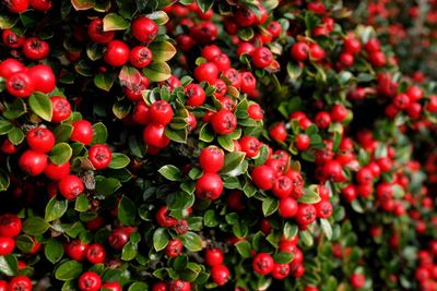 Red Berried Cotoneaster Plant