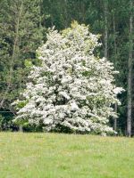 Large White Flowered Mayhaw Tree