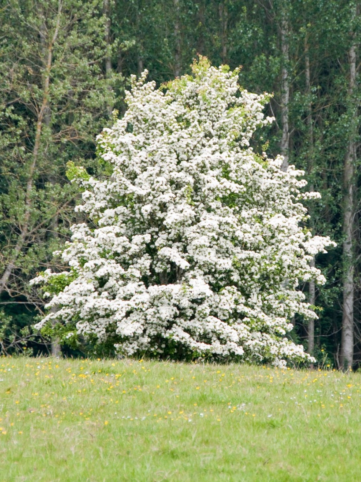 Hawthorn Tree Care   Tips For Growing Hawthorn Plants