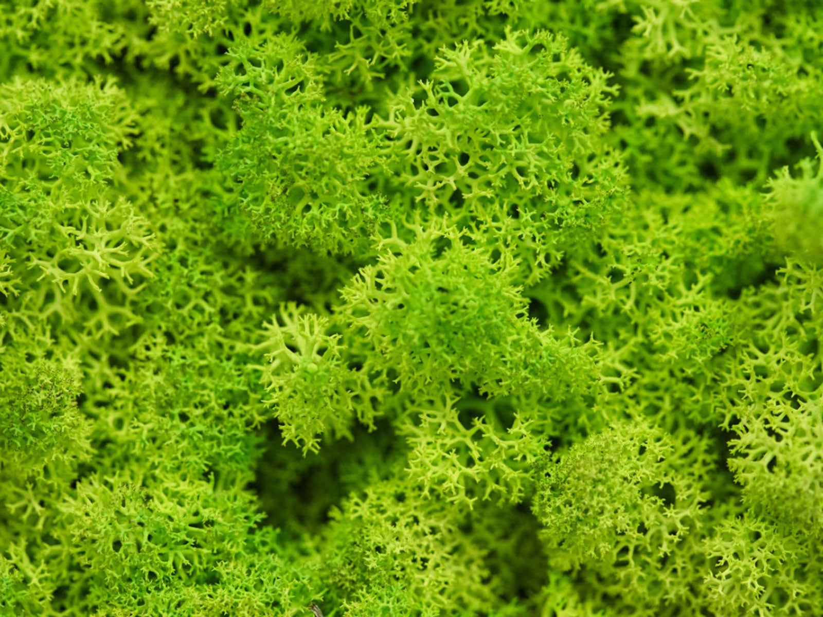 Growing And Transplanting Moss Plants How To Propagate Moss