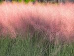Pink Tinted Tall Muhly Grass
