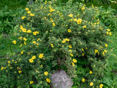 Yellow Flowered Potentilla Shrubs