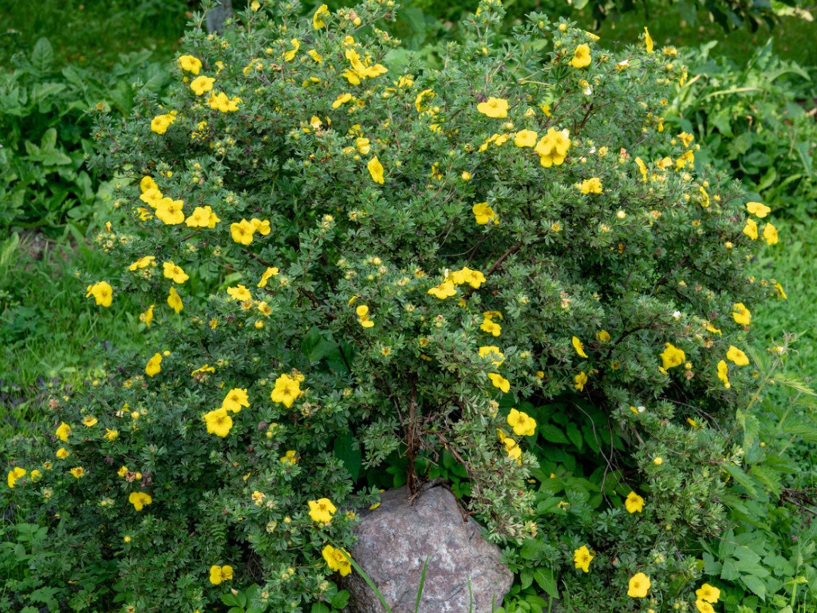 shrubby potentilla info - how to care for potentilla shrubs