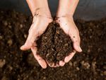 soil peat moss