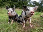 Two Black And White Spotted Pigs