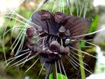 Tacca Bat Flower