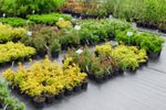 Nursery Full Of Potted Plants