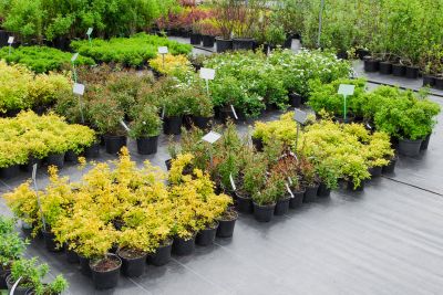 Nursery Full Of Potted Plants