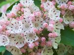 Close up of pink and white mountain laurel flower clusters