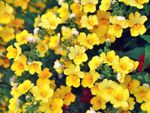 Yellow Nemesia Flowers