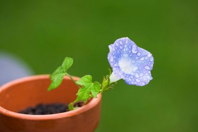 Single Morning Glory Vine Growing In A Container