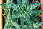 Dark-Light Green Striped Spiky Tiger Aloe Plant