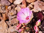 Pink Flowered Lewisia Plant