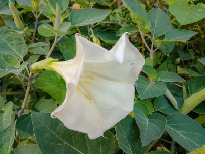White Datura Trumpet Flower
