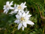 White Edelweiss Flowers