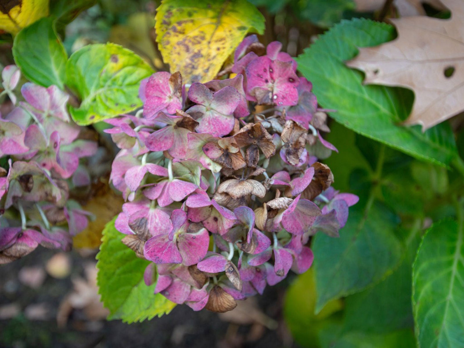 Droopy Hydrangea Plants What To Do When Hydrangeas Are Drooping,How To Soundproof A Room