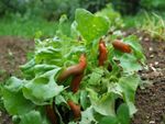Pests On Lettuce Plants In The Garden