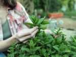 Gardener Trimming Mint Plants