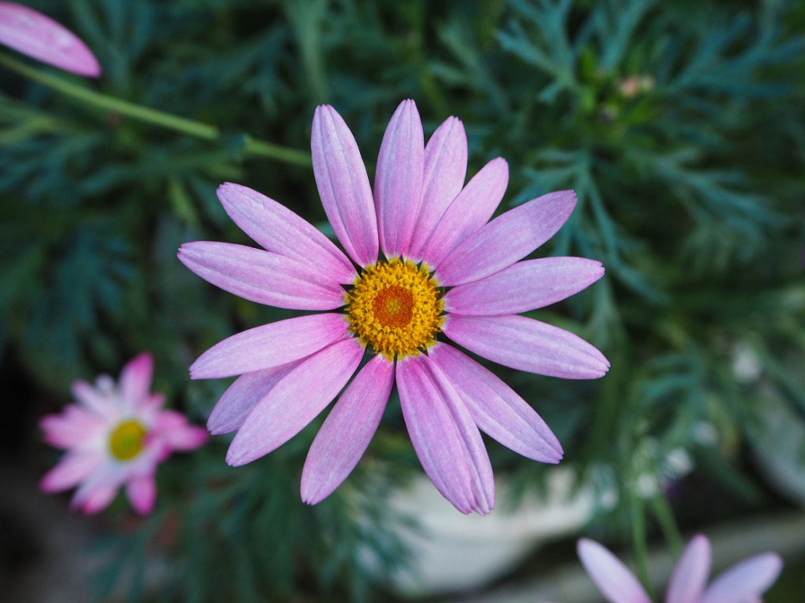 Daisies pictures of pink What are