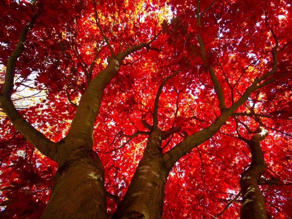 Looking up at the canopy of a bright red maple
