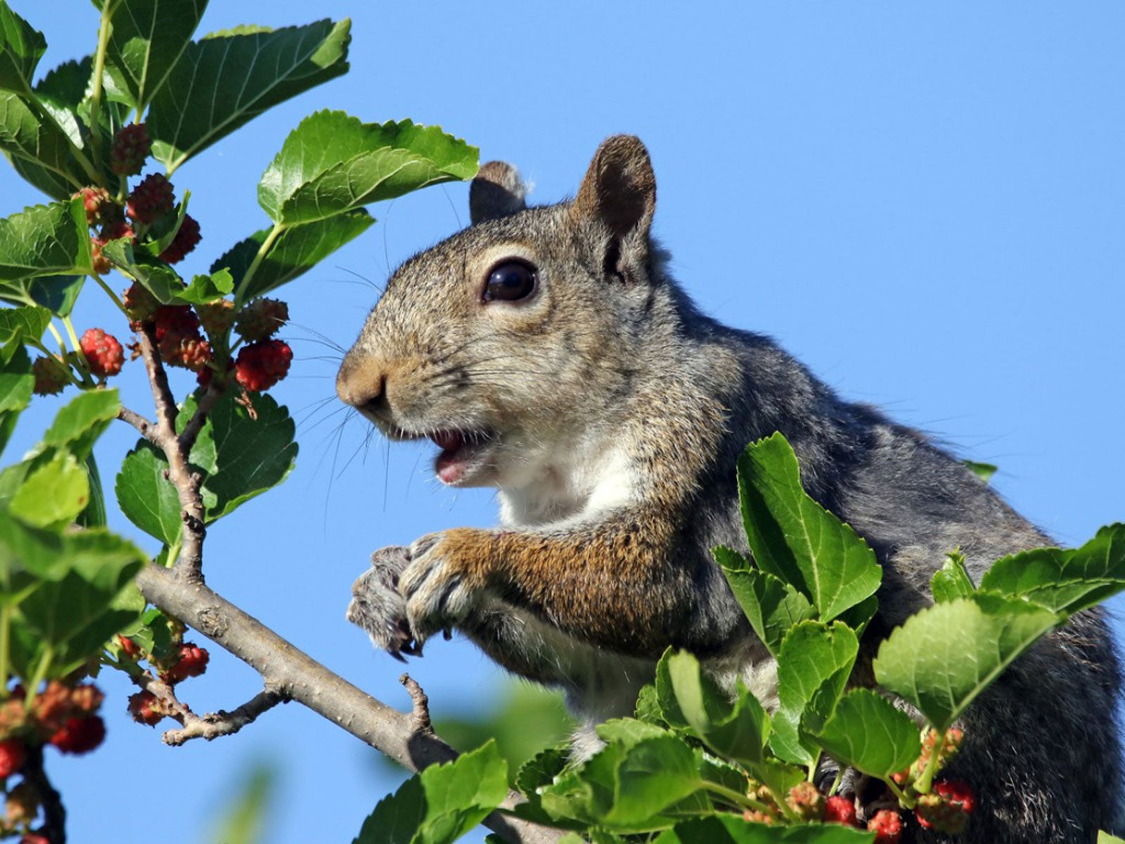 Odvračanje veveric pršijo sadna drevesa