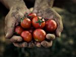 Dirty hands holding several cherry tomatoes