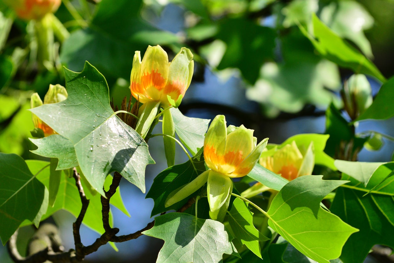 Tulip Poplar Tree Information How To Grow And Care For Tulip Trees
