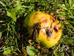 wasps fruit